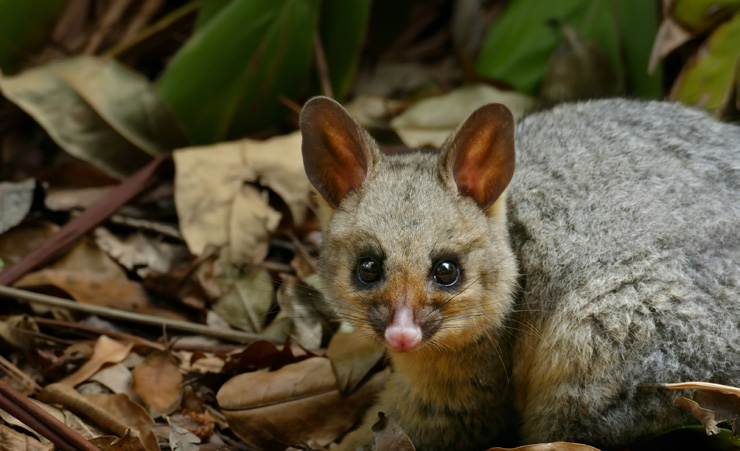 possum