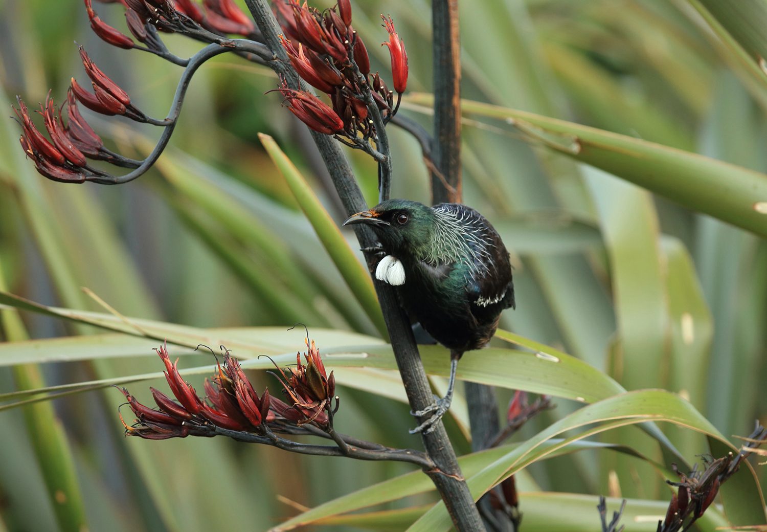Tui